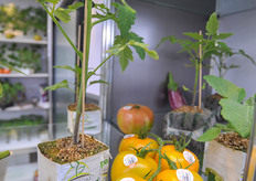 Plant propagated by Plantfort.