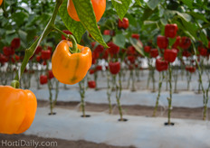 The pepper varieties at the demo greenhouse from De Ruiter and Seminis.