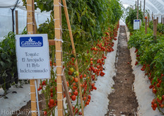 The varieties of Geneseeds showcased in a demo greenhouse.