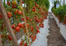 The varieties of Geneseeds showcased in a demo greenhouse.