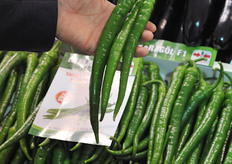 Every dish in Turkey comes with a green pepper. Lotus is one of the most important varieties of East West Seed.