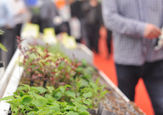 Antalya Substrat produce their own plant plugs in a factory in Antalya.