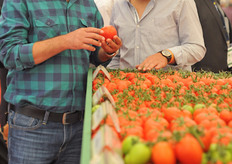 Many growers come to the Growtech Antalya to learn more about the recent developments from their breeders.
