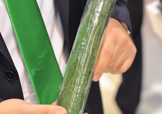 Yuksel Tohum has developed a very interesting selection of greenhouse varieties. This Dutch cucumber is one of them. An article on their latest varieties will follow later.