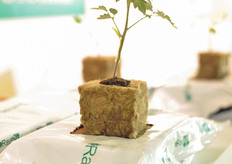 Racvagri stonewool propagation block.