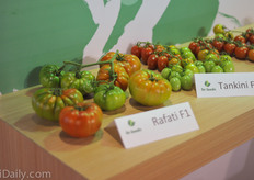 Also RAF type tomato Rafati is a popular breed.