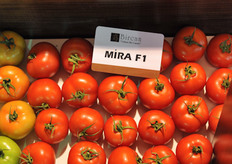 Unform loose tomato ; Mira F1 from Bircan seeds.