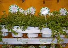 The new marketing concept of Volmary; the SoulFOOD.