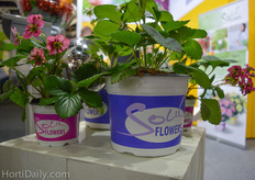 The new marketing concept of Volmary: the SoulFLOWERS.