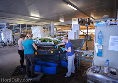 Transplanting and potting of Orchid starting plant at Ter Laak.