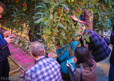 The Futagrow system. Learn more in this article: http://www.hortidaily.com/article/9892/Netherlands-Futagrow-growing-system-offers-great-opportunities-for-sustainable-cultivation