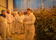 Ineke van Meggelen explains the group the habits of the Red Naomi rose and how it is cultivated at the Horti Science Parc. This is part of the Perfect Rose trials, see also : http://www.hortidaily.com/article/3073/Hybrid-system-used-to-grow-perfect-roses