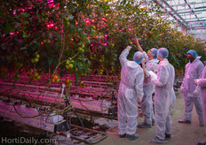 Looking at the LEDs that are placed within the tomato crops.