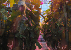 High wire crops under hybrid lighting; SON-T and LED