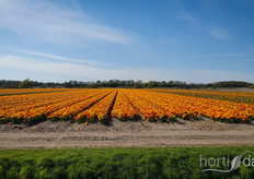 Not part of the Keukenhof but of the surrounding area: Many beautiful flower fields