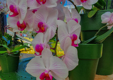 In one of the pavillions, an orchid show was created. Please come along.