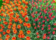 Some bulbs are in full bloom, others are still growing.