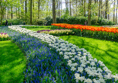 Many different flowers can be seen and ordered.