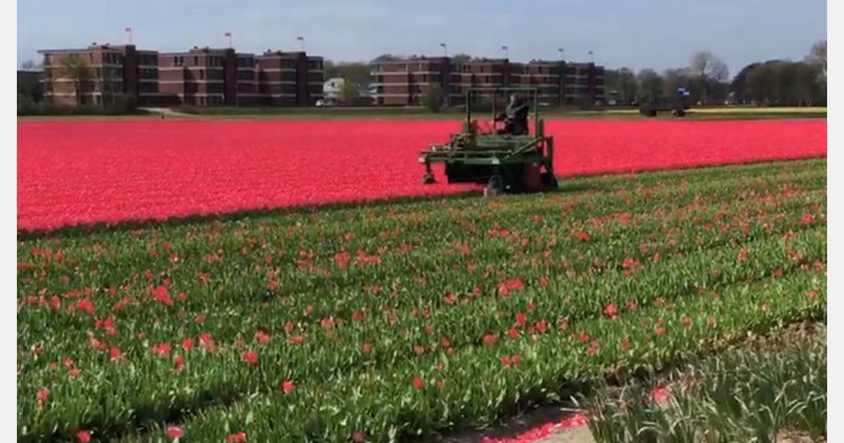 Dutch growers top tulips ahead of schedule to prevent mass tourism
