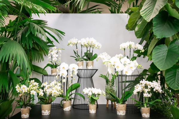 【OK plant】 Osteospermum ecklonis Akila White Purple Eye - Muller Seeds