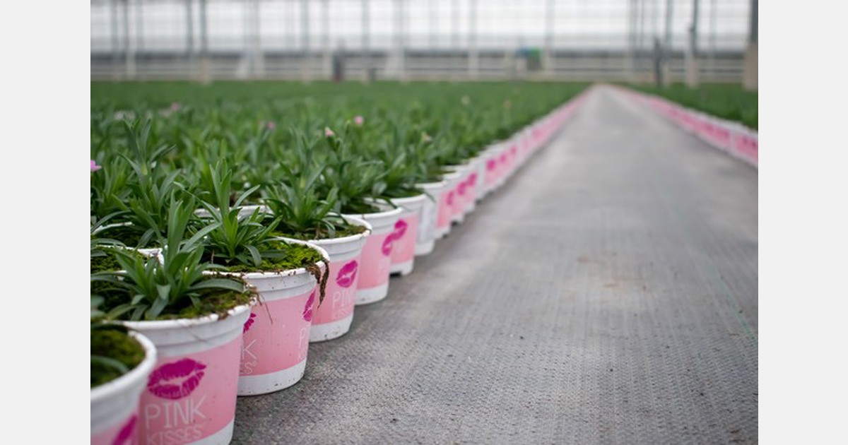 "Bedding plants growers more often opt for grey groundcover"