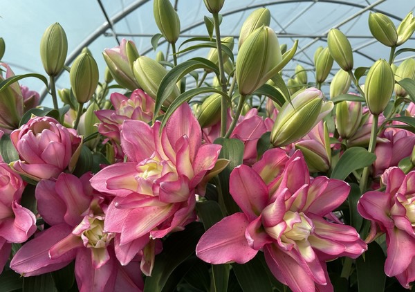 Royal Van Zanten Flowerbulbs sells production licence for the