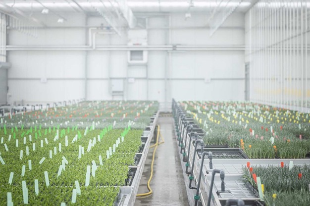 Sustainability in breeding in production at HilverdaFlorist