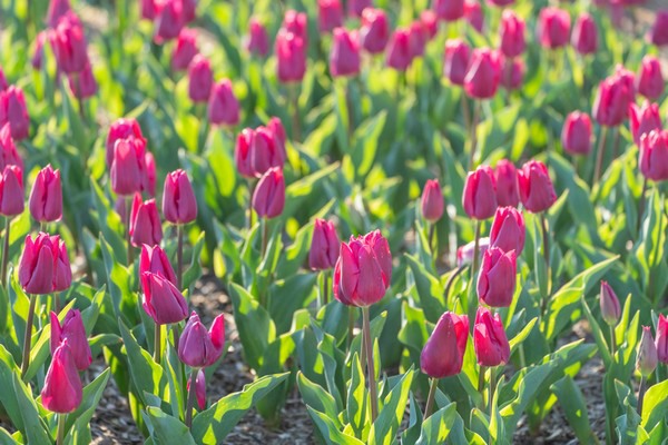 © Mkopka | Dreamstime.com