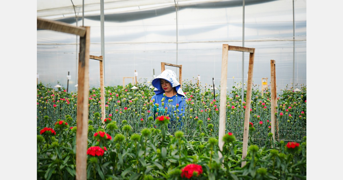 Dutch technology increases agricultural yield in Colombia by 142%