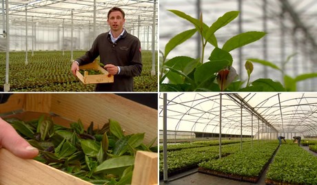 Dutch grower thrives with tea plantation in Holland - FloralDaily