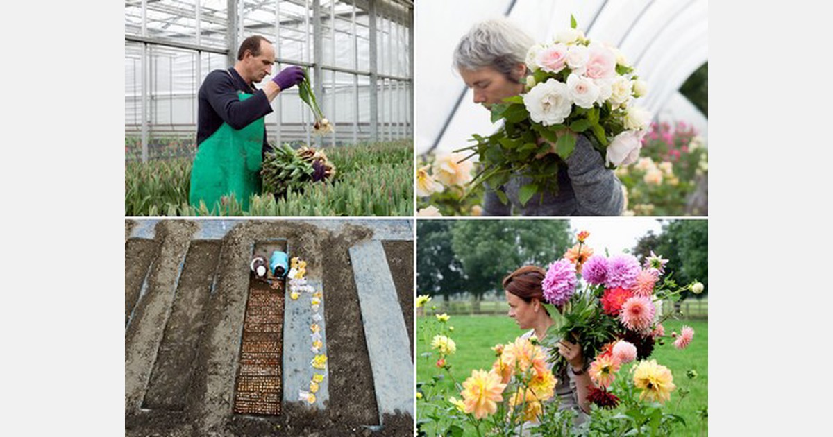 British flower farming a very photogenic business