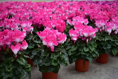 Special varieties steal the show at Morel's cyclamen trials