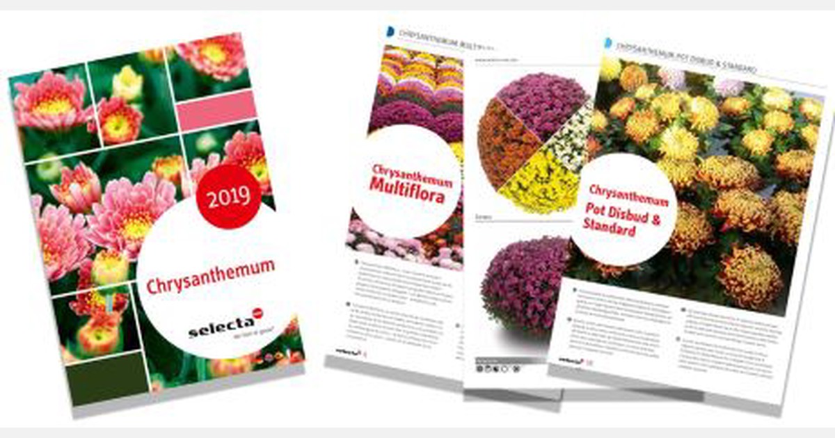 Selecta One releases Chrysanthemum catalogue 2019