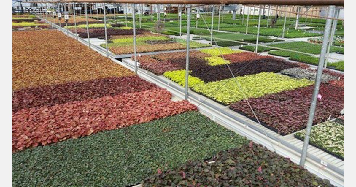 US (MA) Marijuana grower to take over perennial greenhouse