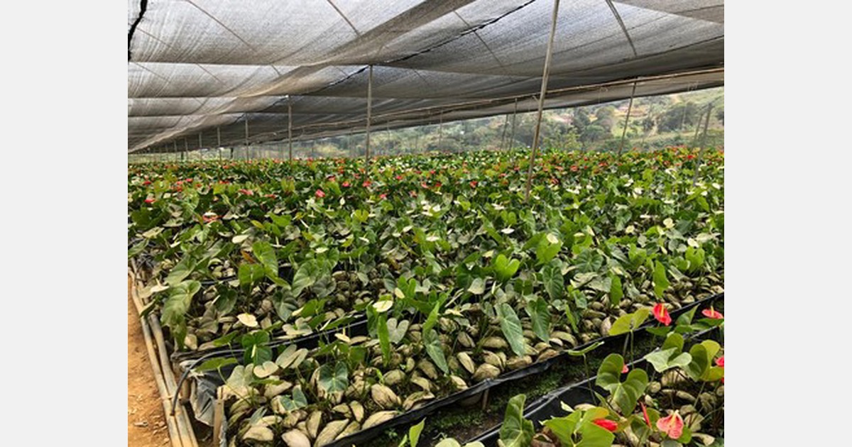 Venezuela boosts flower production for export