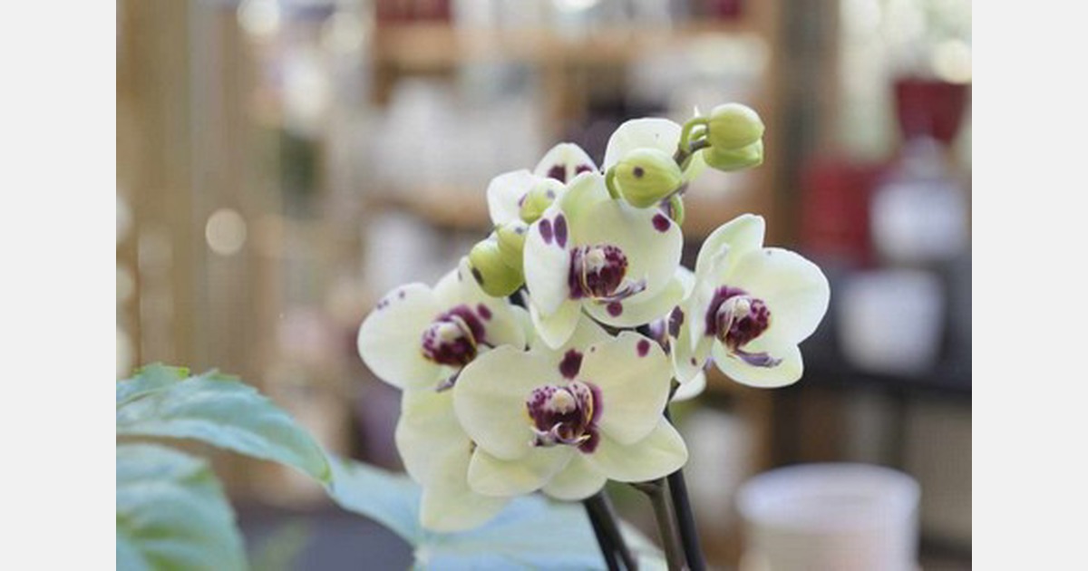 UK Houseplant and outdoor plant sales create a positive start to 2019