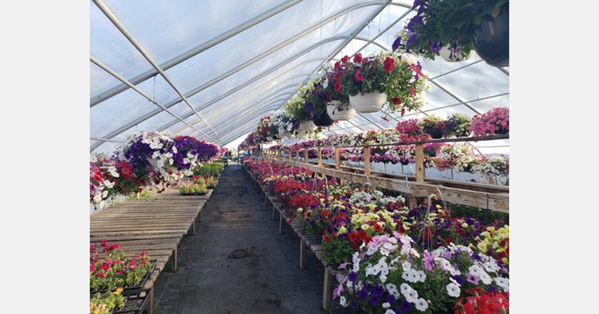 US (ID) Treehouse Nursery opens new greenhouse in Rexburg