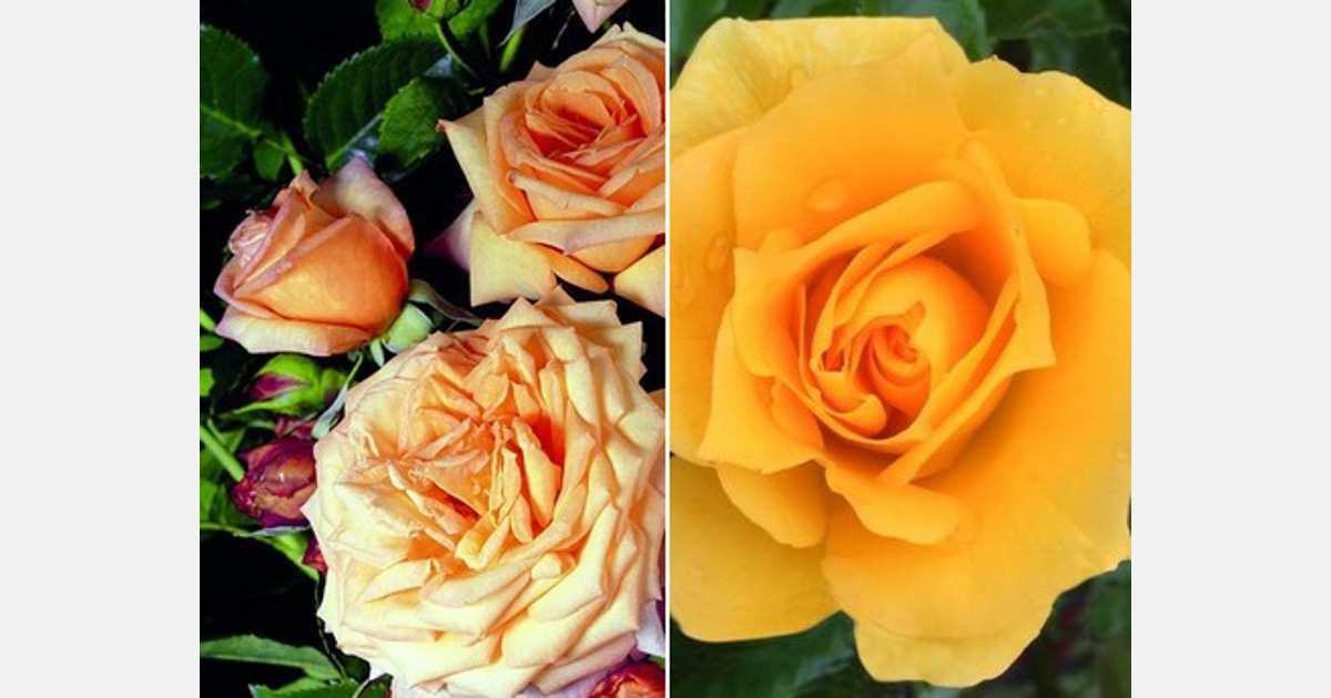 UK Fryer’s Roses to launch two new roses for 2019