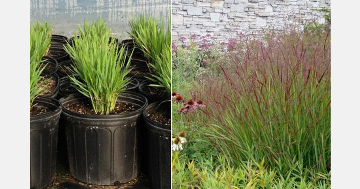 US (NC) Understanding switchgrass