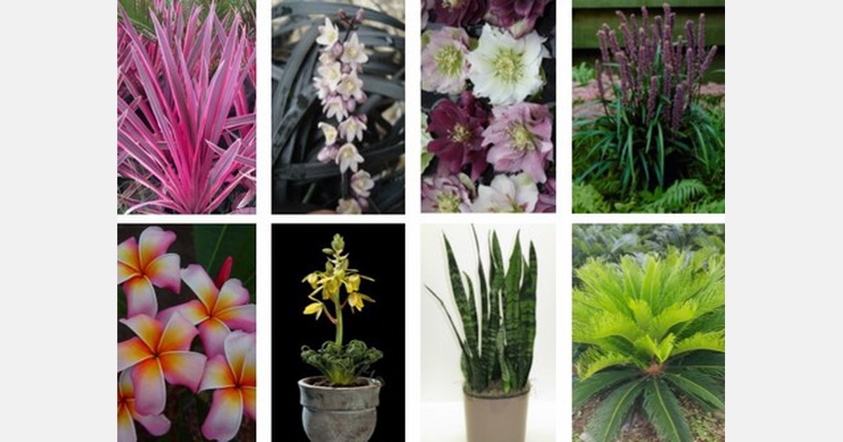 Fleurizon releases 2020 catalog