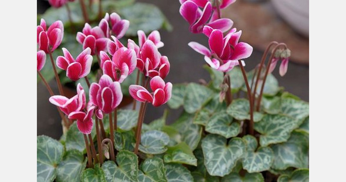 UK Houseplant sales grow for third month running