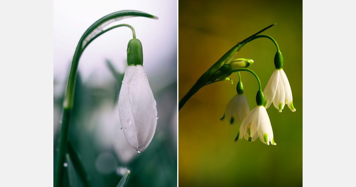 What is the difference between Snowdrops and Snowflakes?