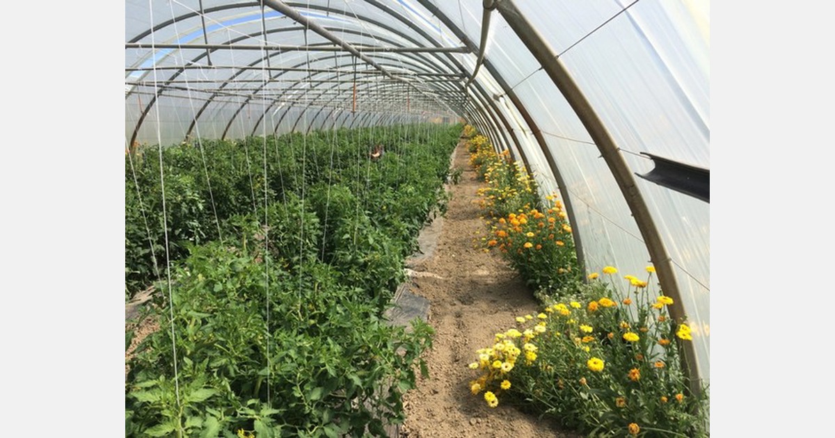 Designing resilient organic greenhouse production systems for Europe