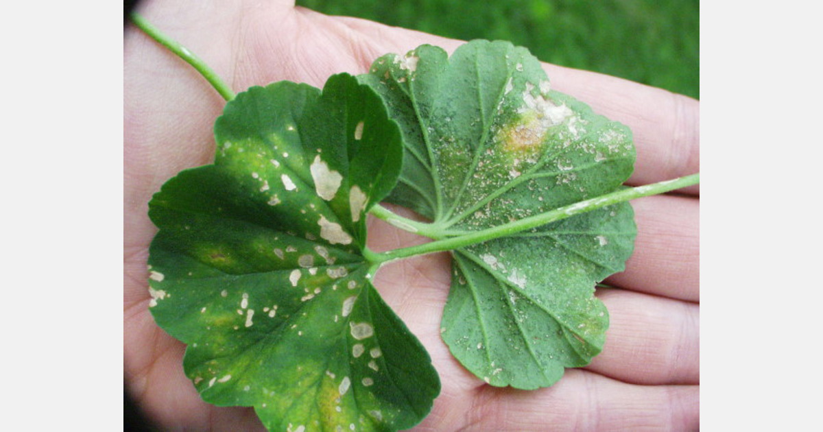 Expecting the unexpected Aphids and mites in geraniums