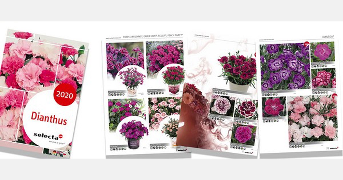 Selecta one launches new dianthus catalogue 2020