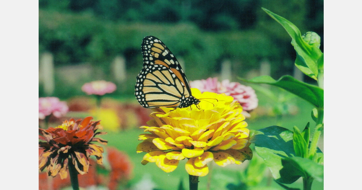 Australian production nurseries remain open