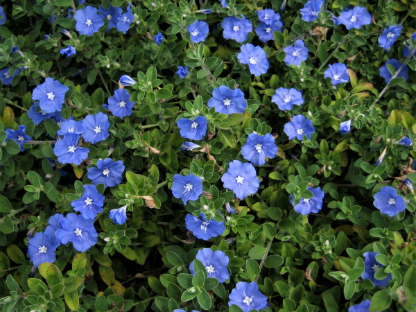 Blue Daze named Texas Superstar