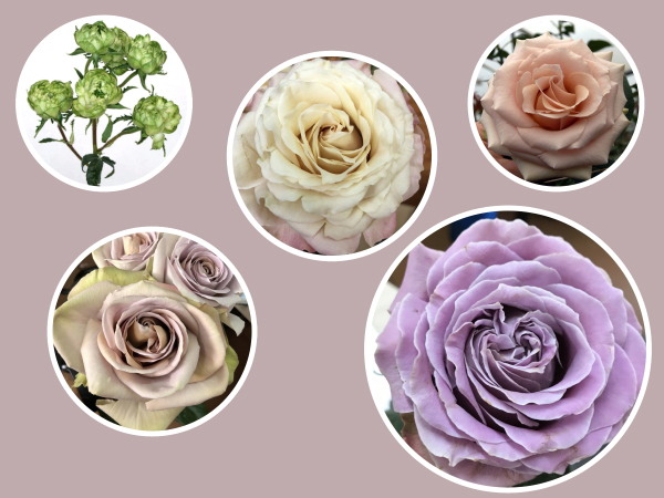 alexandra.jpg?preset=OgImage