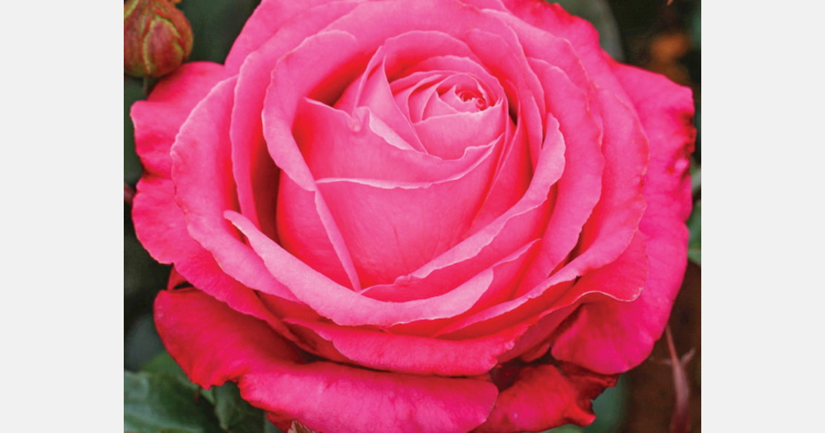 New dates announced for WFRS World Rose Convention in 2022