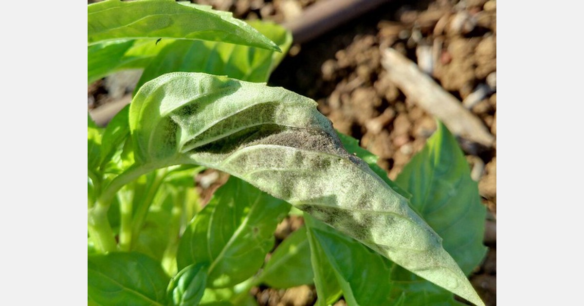 Basil downy mildew detected in New Jersey